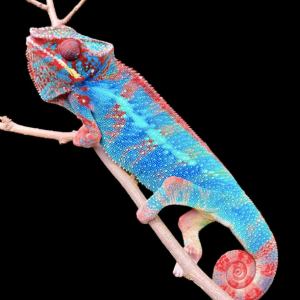 ambilobe panther chameleon for sale.png