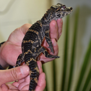 american alligator 1.png