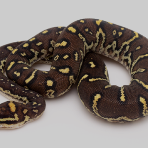 angolan python for sale.png