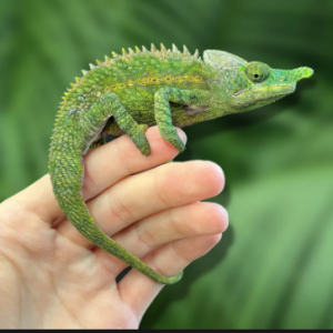 antimena chameleon for sale.png
