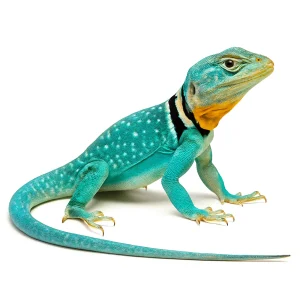 aqua flamecollardlizardsforsale 1800x1800.webp