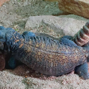 arabian blue uromastyx for sale.png