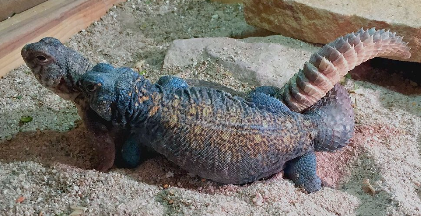 arabian blue uromastyx for sale.png arabian blue uromastyx for sale.png