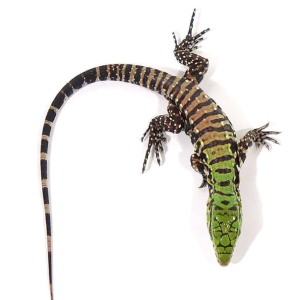 argentine black and white tegu for sale.png