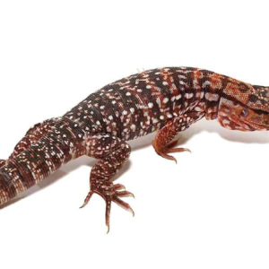 argentine red tegu.png