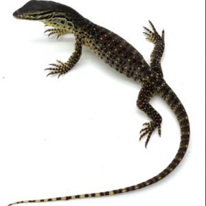 argus monitor for sale.png
