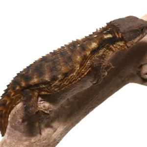 armadillo girdled lizard 1.png