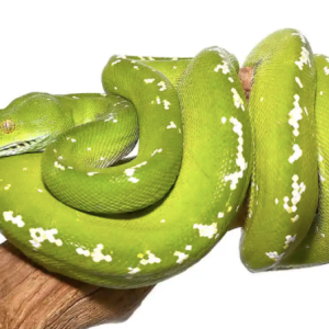 aru green tree python 600x448 1.png