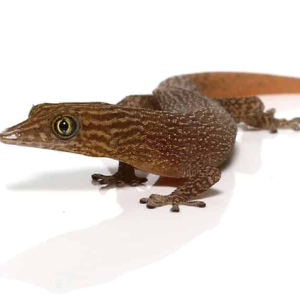 ashy gecko for sale.png