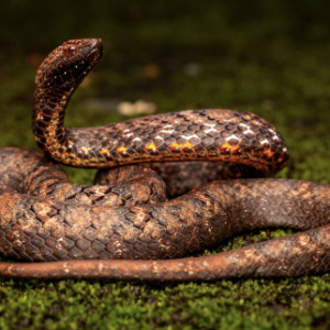 asian mock viper for sale.png