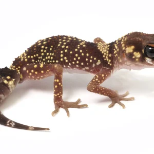 australian barking gecko for sale.webp