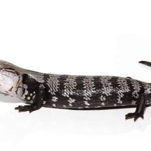axanthic halmahera blue tongue skink.png