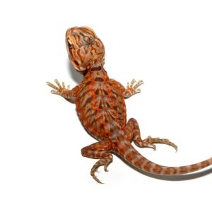 baby atomic tangerine silky bearded dragon u.jpg