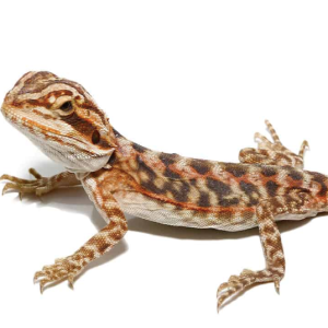 baby blue bar leatherback bearded dragon.png