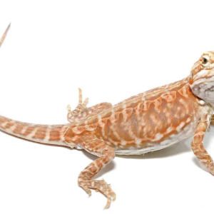 baby blue bar silky inferno hypo bearded dragon.png