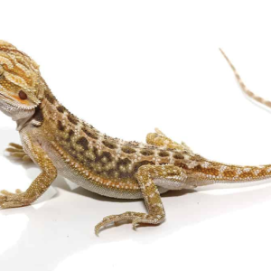 baby citrus dunner bearded dragon.png