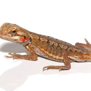 baby citrus silky bearded dragon.png