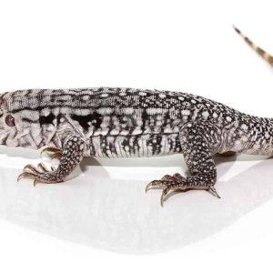 baby ghost tegu.png