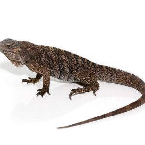 baby grand cayman blue iguana e1695806334661.jpeg