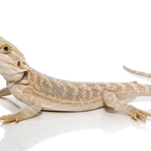 baby hypo bearded dragon 1.png