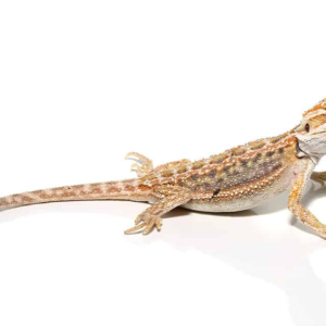 baby hypo inferno blue bar bearded dragon.png