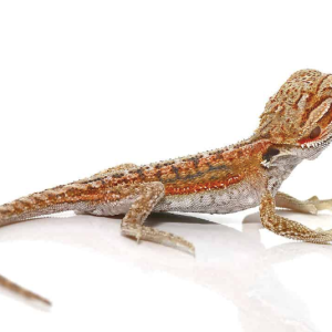 baby hypo inferno dunner bearded dragon.png
