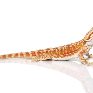 baby hypo inferno leatherback bearded dragon 1 1.png