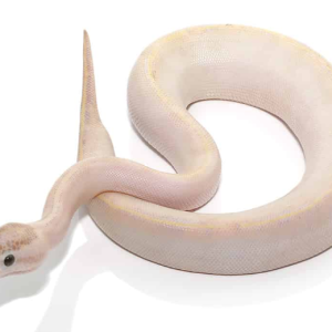 baby male ivory ball python.png