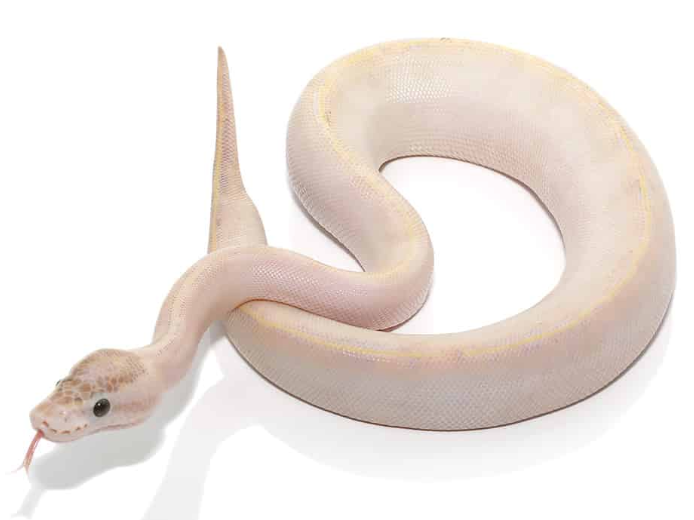 baby male ivory ball python.png baby male ivory ball python.png