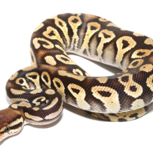 baby phantom ball python 600x483 1.png