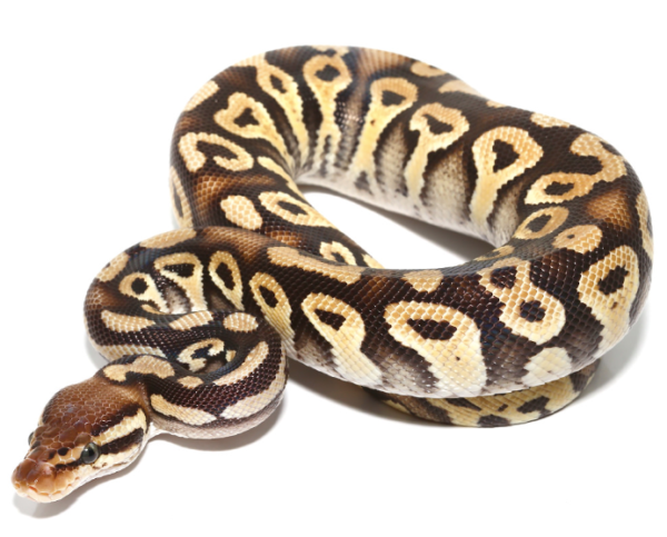 baby phantom ball python 600x483 1.png baby phantom ball python 600x483 1.png