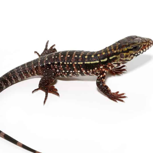 baby pink panther tegu.png
