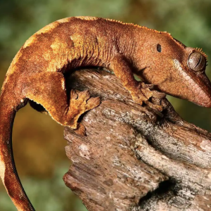 baby premium crested gecko.png