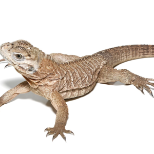 baby rhino iguana 1.png