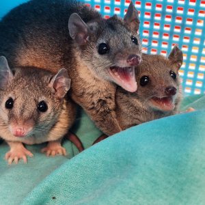 baby short tail possums.jpg