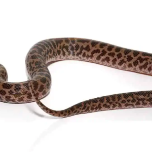 baby spotted python.png