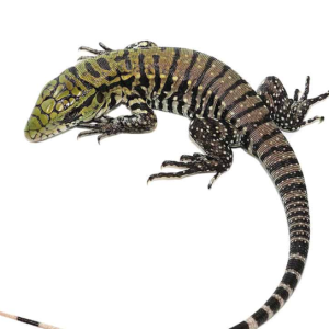 baby ultra purple tegu.png