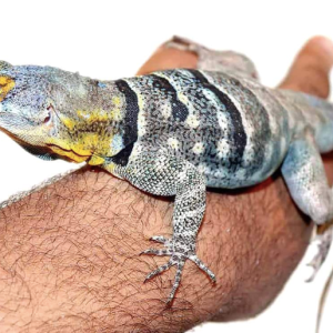 baja blue rock lizard.png