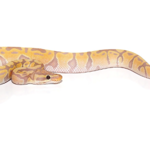 banana ball python for sale.png