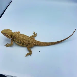 banana leatherback hypo bearded dragons for sale.webp