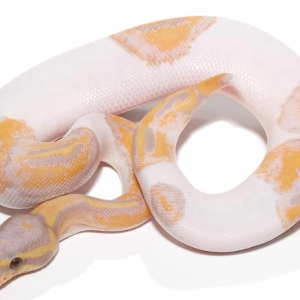 banana pied ball python.png