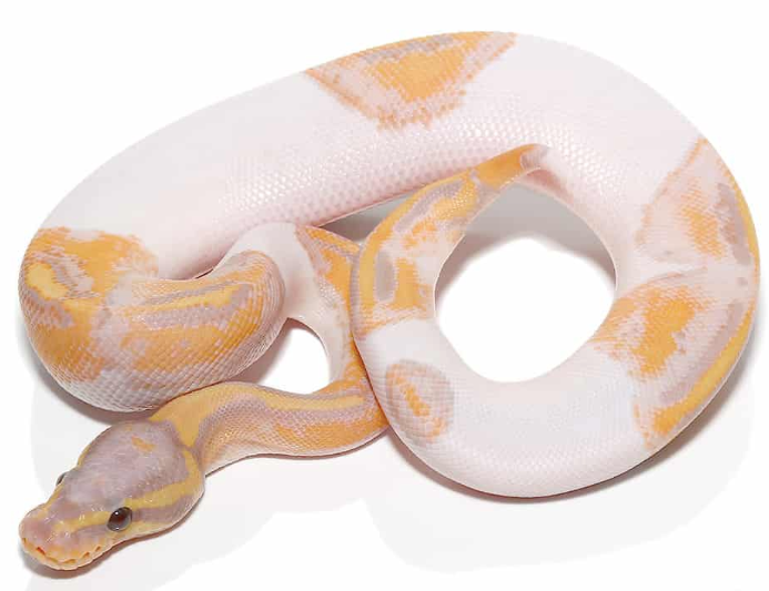 banana pied ball python.png banana pied ball python.png
