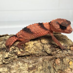 banded knob tailed gecko for sale.jpeg