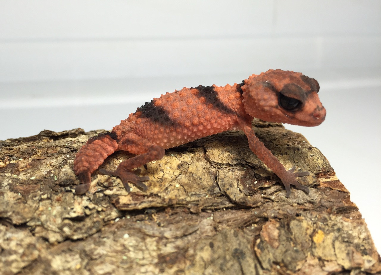 banded knob tailed gecko for sale.jpeg banded knob tailed gecko for sale.jpeg