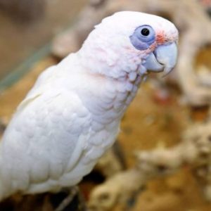 bare eyed cockatoo.jpg
