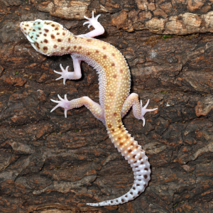 bells albino snake eyes leopard gecko.png