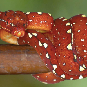 biak green tree python.png