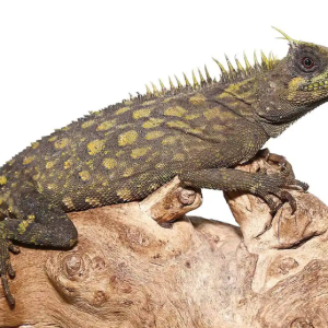 bintang horned tree dragon.png