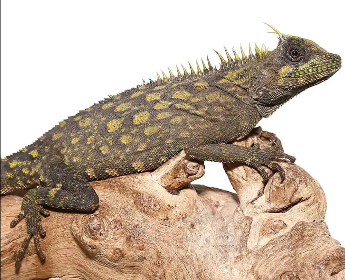 bintang horned tree dragon.png bintang horned tree dragon.png