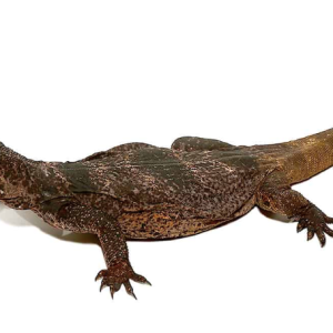 black and white chuckwalla.png